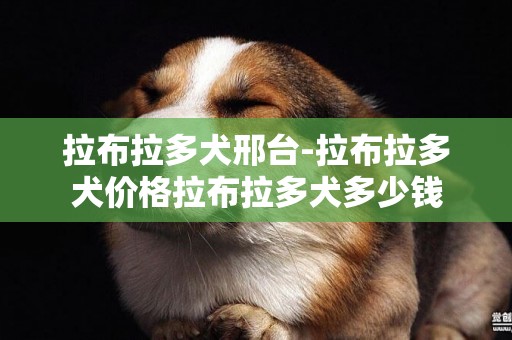 拉布拉多犬邢臺-拉布拉多犬價格拉布拉多犬多少錢