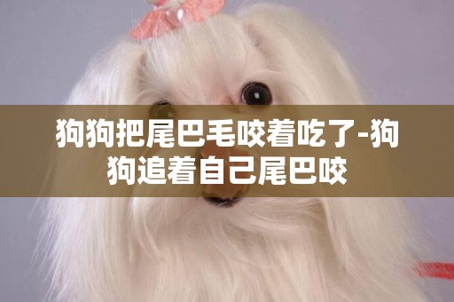 狗狗把尾巴毛咬著吃了-狗狗追著自己尾巴咬