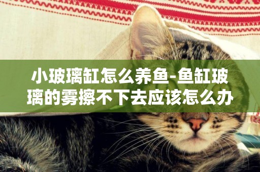 小玻璃缸怎么養魚-魚缸玻璃的霧擦不下去應該怎么辦