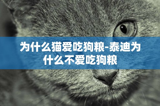 為什么貓愛吃狗糧-泰迪為什么不愛吃狗糧