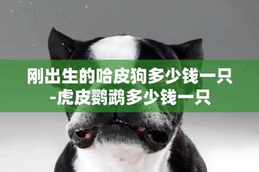 剛出生的哈皮狗多少錢一只-虎皮鸚鵡多少錢一只