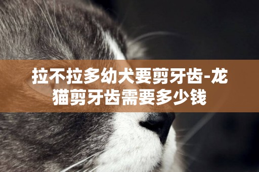 拉不拉多幼犬要剪牙齒-龍貓剪牙齒需要多少錢