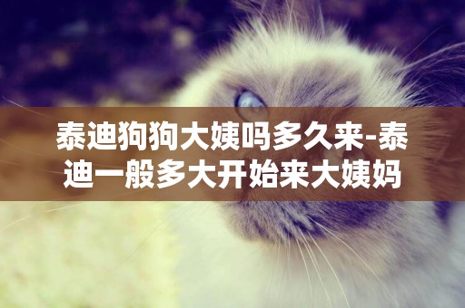 泰迪狗狗大姨嗎多久來-泰迪一般多大開始來大姨媽
