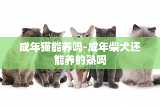 成年貓能養嗎-成年柴犬還能養的熟嗎
