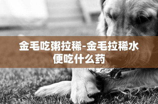 金毛吃粥拉稀-金毛拉稀水便吃什么藥