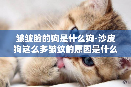皺皺臉的狗是什么狗-沙皮狗這么多皺紋的原因是什么