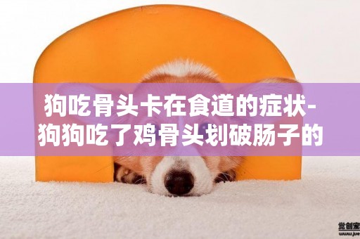 狗吃骨頭卡在食道的癥狀-狗狗吃了雞骨頭劃破腸子的癥狀