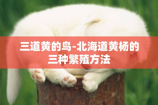 三道黃的鳥-北海道黃楊的三種繁殖方法
