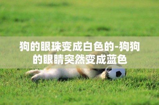 狗的眼珠變成白色的-狗狗的眼睛突然變成藍色