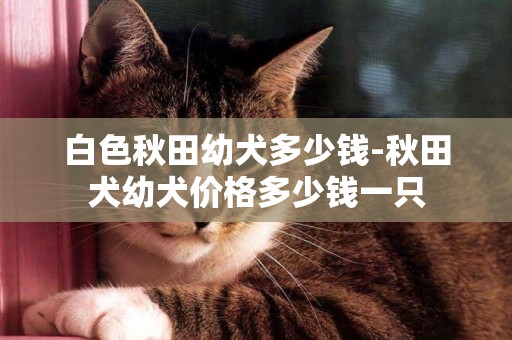 白色秋田幼犬多少錢-秋田犬幼犬價格多少錢一只