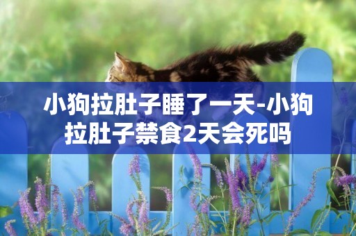 小狗拉肚子睡了一天-小狗拉肚子禁食2天會死嗎