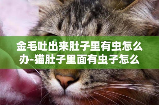 金毛吐出來肚子里有蟲怎么辦-貓肚子里面有蟲子怎么辦