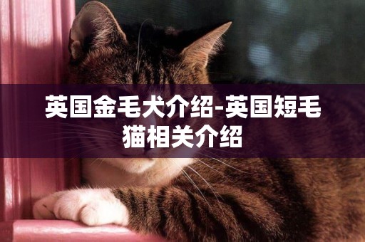 英國金毛犬介紹-英國短毛貓相關介紹