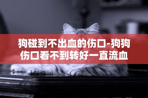 狗碰到不出血的傷口-狗狗傷口看不到轉好一直流血