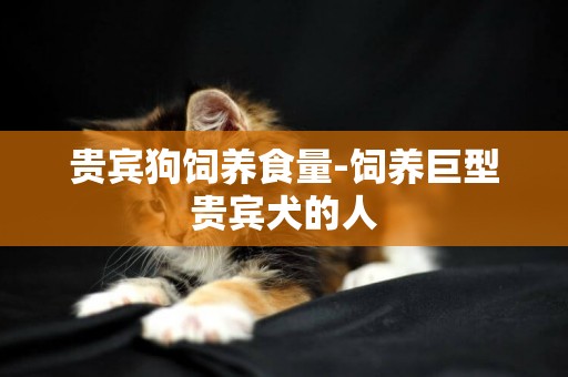 貴賓狗飼養食量-飼養巨型貴賓犬的人