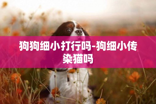 狗狗細小打行嗎-狗細小傳染貓嗎