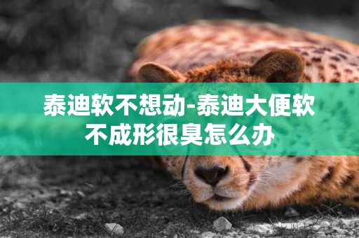 泰迪軟不想動-泰迪大便軟不成形很臭怎么辦