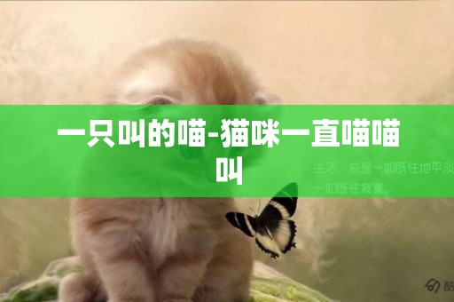 一只叫的喵-貓咪一直喵喵叫