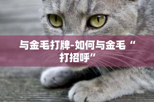 與金毛打牌-如何與金毛“打招呼”