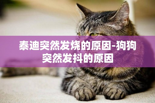 泰迪突然發燒的原因-狗狗突然發抖的原因