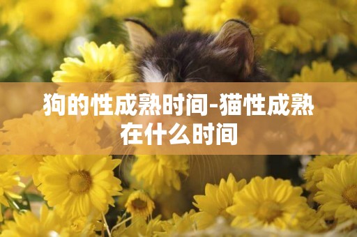 狗的性成熟時間-貓性成熟在什么時間