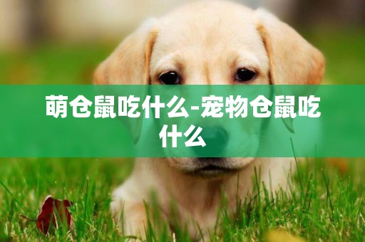 萌倉鼠吃什么-寵物倉鼠吃什么