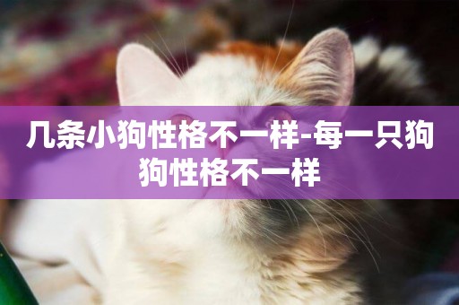 幾條小狗性格不一樣-每一只狗狗性格不一樣