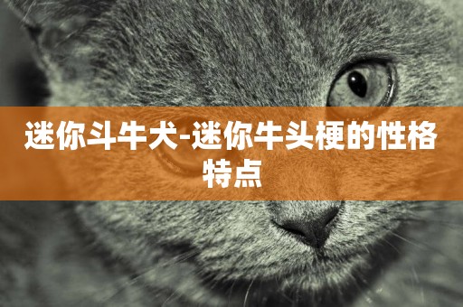 迷你斗牛犬-迷你牛頭梗的性格特點