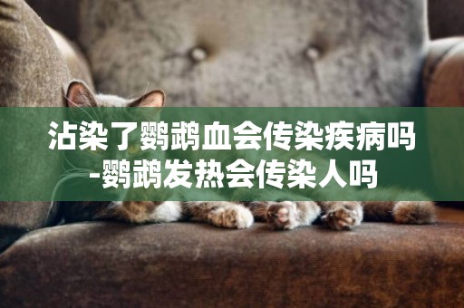 沾染了鸚鵡血會傳染疾病嗎-鸚鵡發熱會傳染人嗎
