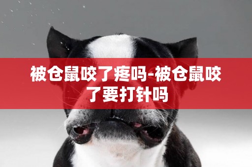 被倉鼠咬了疼嗎-被倉鼠咬了要打針嗎