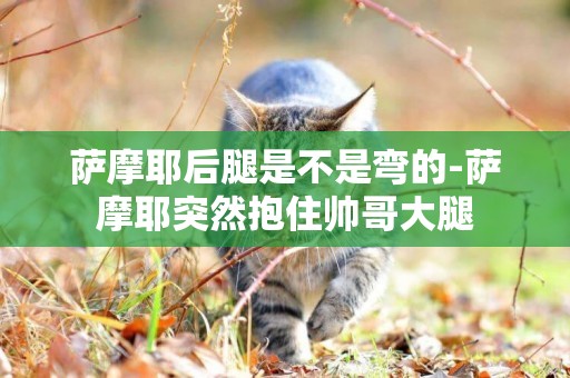 薩摩耶后腿是不是彎的-薩摩耶突然抱住帥哥大腿