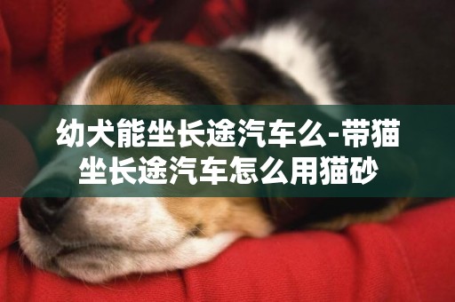幼犬能坐長途汽車么-帶貓坐長途汽車怎么用貓砂