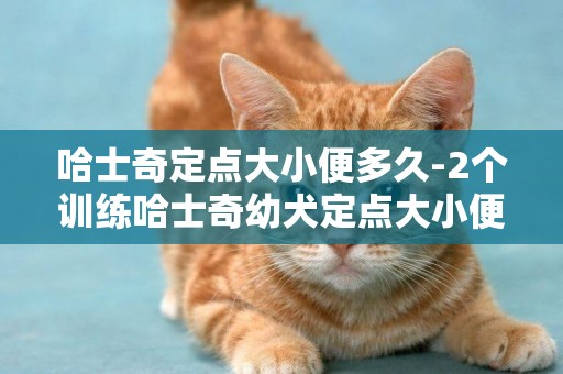 哈士奇定點大小便多久-2個訓練哈士奇幼犬定點大小便的好方法