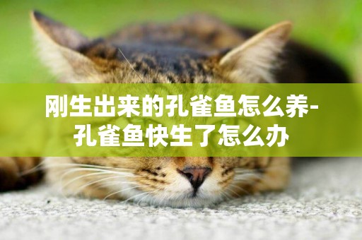 剛生出來的孔雀魚怎么養-孔雀魚快生了怎么辦