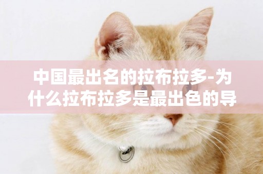 中國最出名的拉布拉多-為什么拉布拉多是最出色的導盲犬