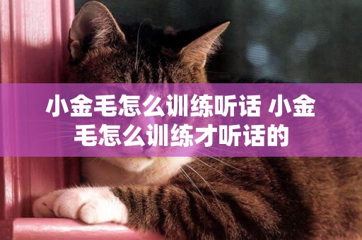 小金毛怎么訓練聽話 小金毛怎么訓練才聽話的