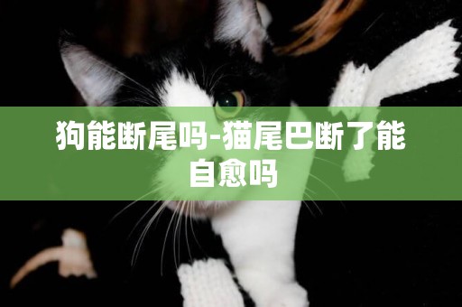 狗能斷尾嗎-貓尾巴斷了能自愈嗎