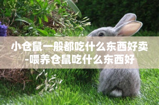 小倉鼠一般都吃什么東西好賣-喂養倉鼠吃什么東西好