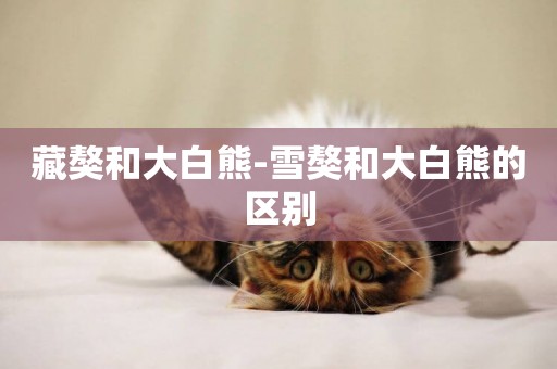 藏獒和大白熊-雪獒和大白熊的區別