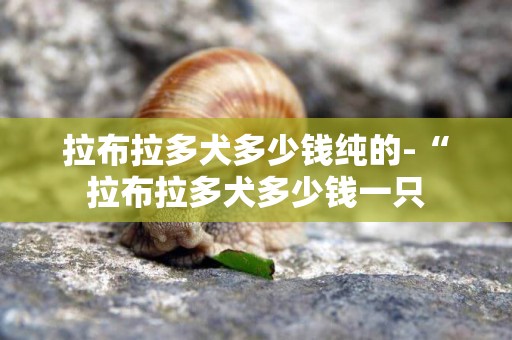拉布拉多犬多少錢純的-“拉布拉多犬多少錢一只