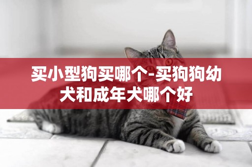 買小型狗買哪個-買狗狗幼犬和成年犬哪個好