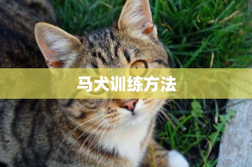 馬犬訓練方法