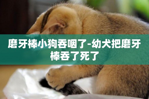 磨牙棒小狗吞咽了-幼犬把磨牙棒吞了死了