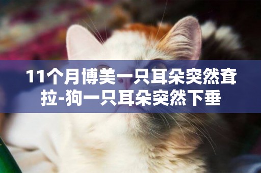 11個月博美一只耳朵突然耷拉-狗一只耳朵突然下垂