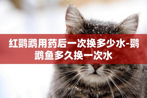 紅鸚鵡用藥后一次換多少水-鸚鵡魚多久換一次水