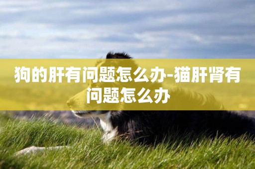 狗的肝有問題怎么辦-貓肝腎有問題怎么辦