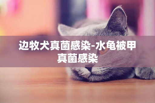 邊牧犬真菌感染-水龜被甲真菌感染