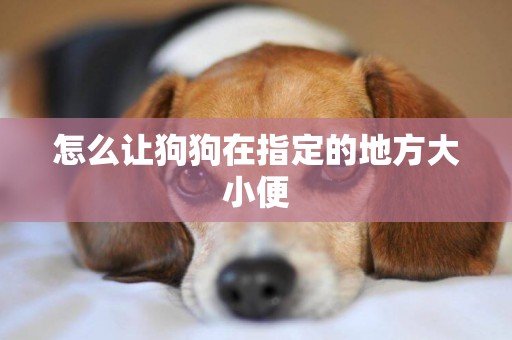 怎么讓狗狗在指定的地方大小便