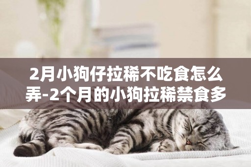 2月小狗仔拉稀不吃食怎么弄-2個月的小狗拉稀禁食多久