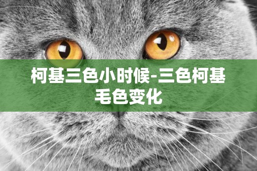 柯基三色小時候-三色柯基毛色變化